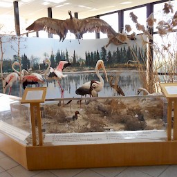 Municipal Museum of Natural History